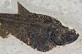 Fossil Fish (Diplomystus) - Green River Formation - Inch Layer #144213-2